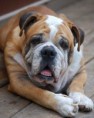 /album/fotos/schedule-for-adolescent-and-adult-english-bulldogs-jpg/